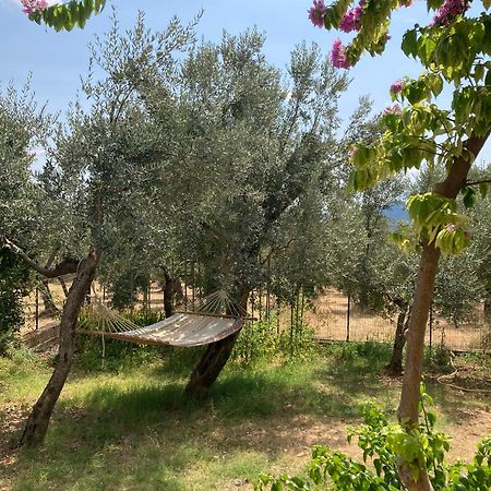 Casa Sisu-Appartamento Immerso Negli Ulivi SantʼElia Fiumerapido Zewnętrze zdjęcie