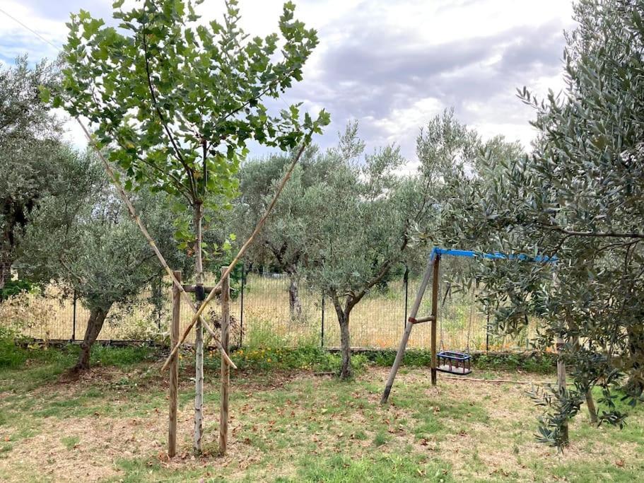 Casa Sisu-Appartamento Immerso Negli Ulivi SantʼElia Fiumerapido Zewnętrze zdjęcie