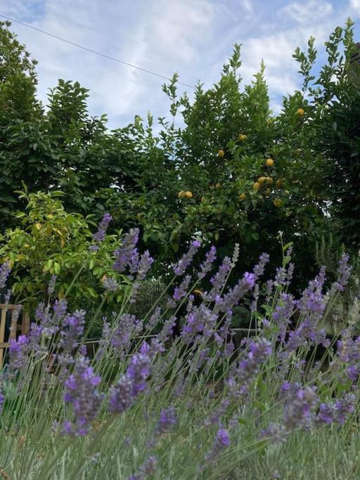 Casa Sisu-Appartamento Immerso Negli Ulivi SantʼElia Fiumerapido Zewnętrze zdjęcie