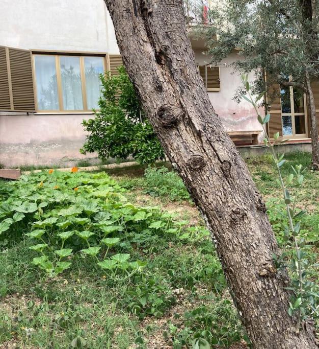 Casa Sisu-Appartamento Immerso Negli Ulivi SantʼElia Fiumerapido Zewnętrze zdjęcie